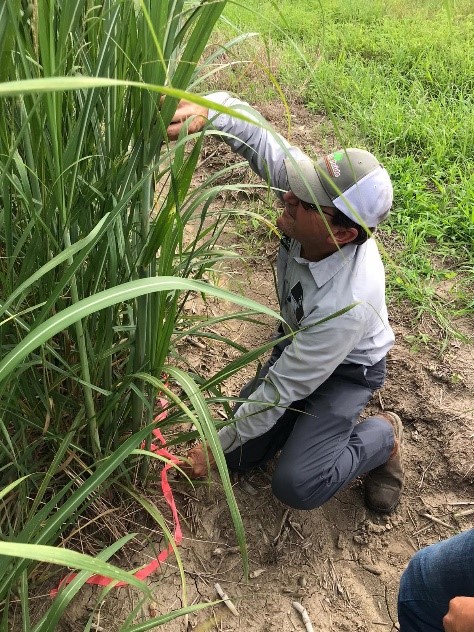 Sugarcane field day to spotlight research on nutrient runoff